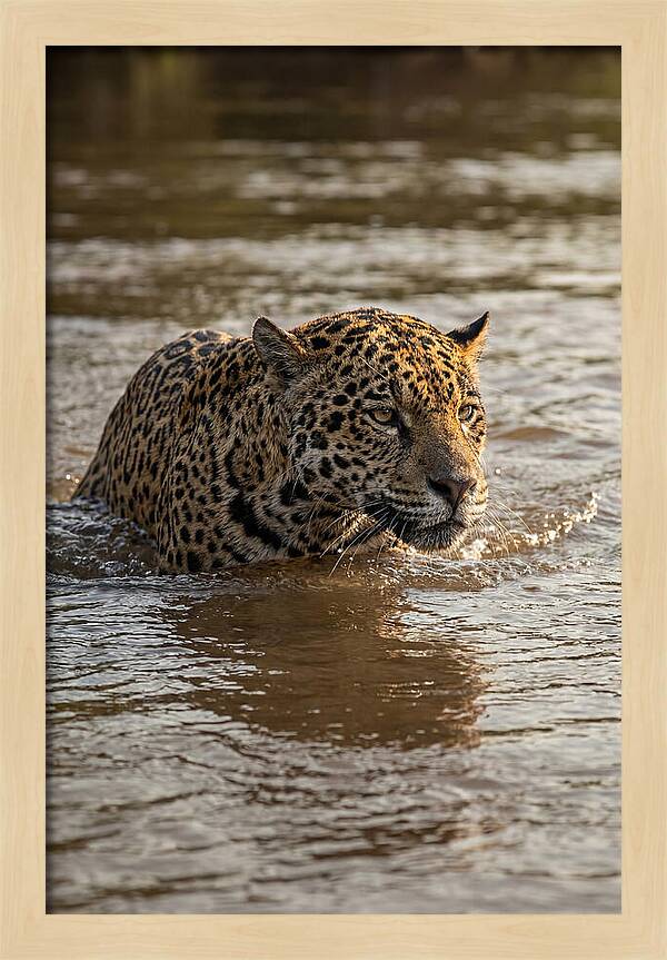 Majestic Jaguar In Motion