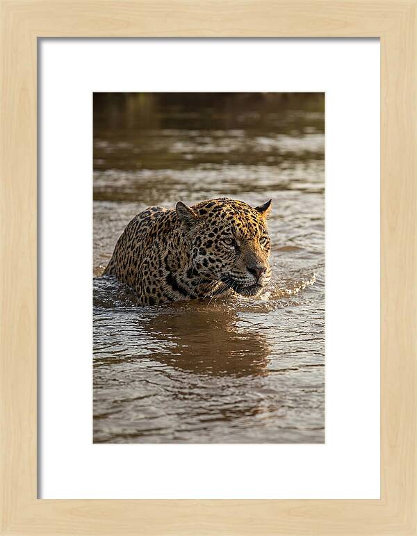 Majestic Jaguar In Motion