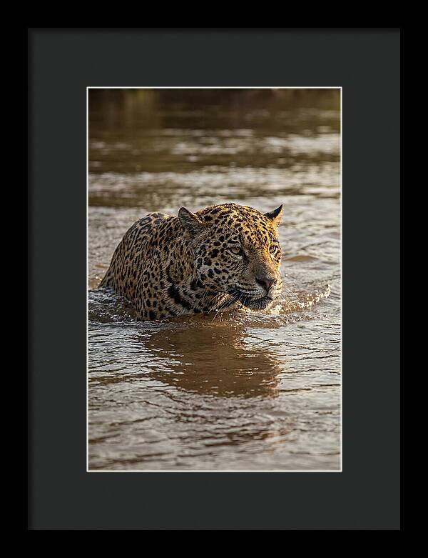 Majestic Jaguar In Motion