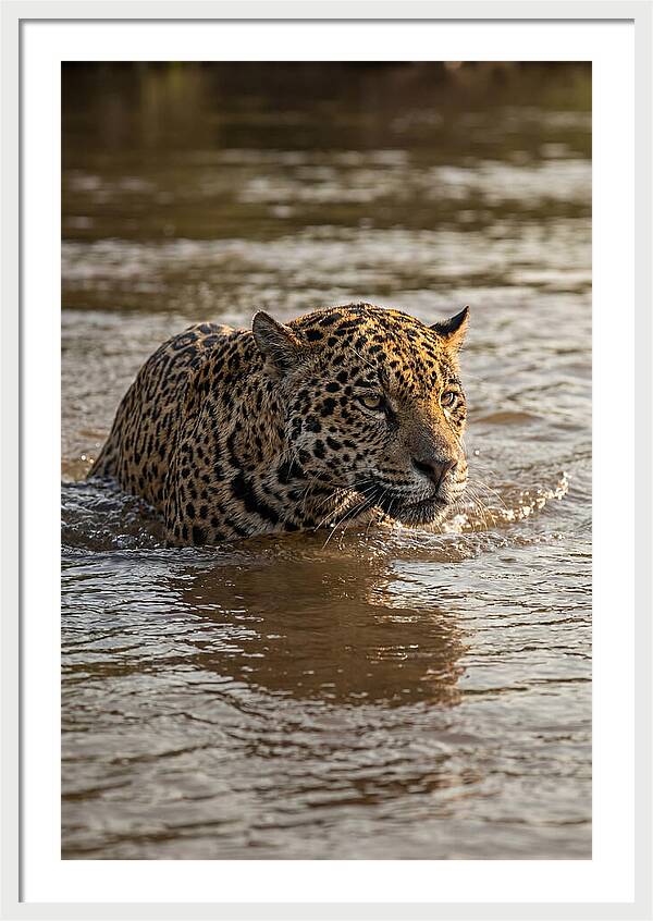Majestic Jaguar In Motion