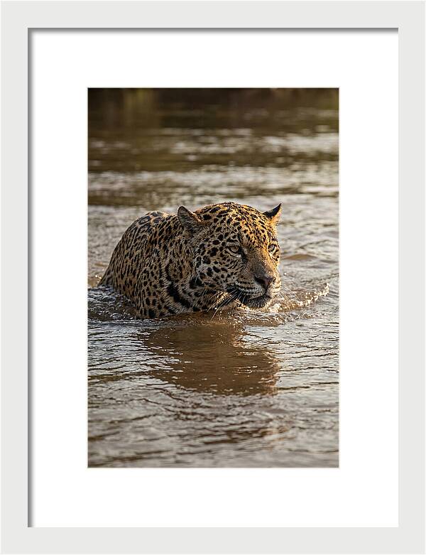 Majestic Jaguar In Motion