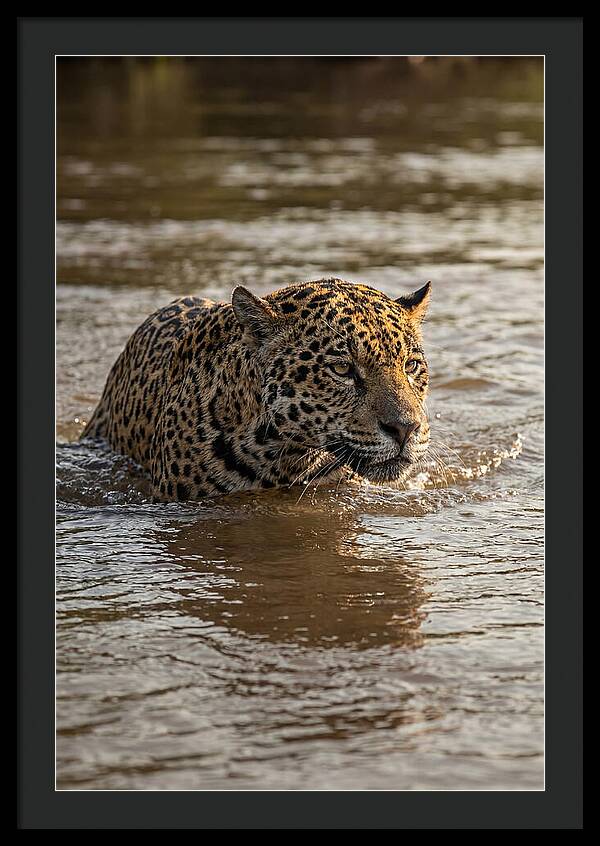 Majestic Jaguar In Motion