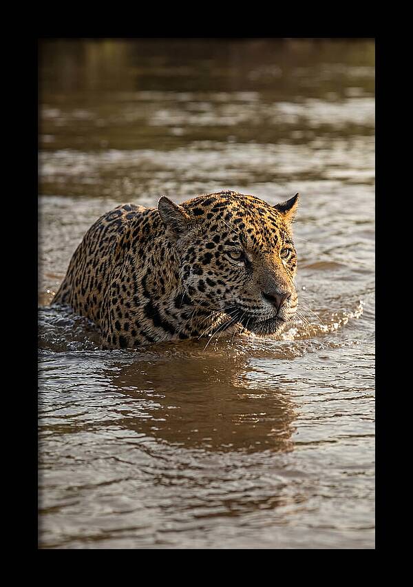 Majestic Jaguar In Motion