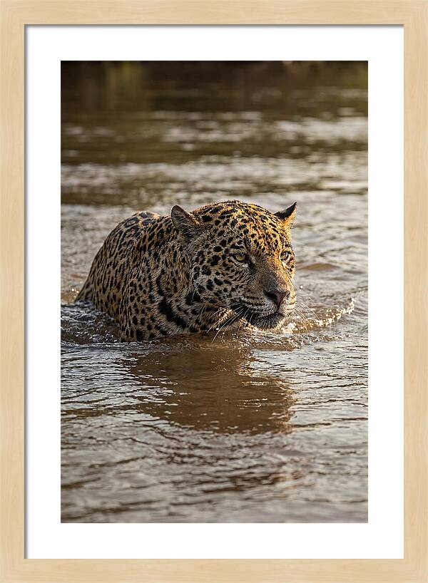Majestic Jaguar In Motion