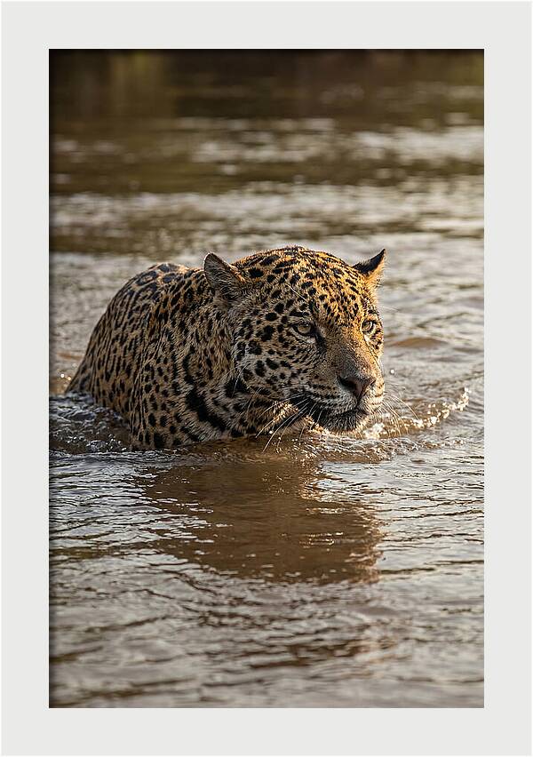 Majestic Jaguar In Motion