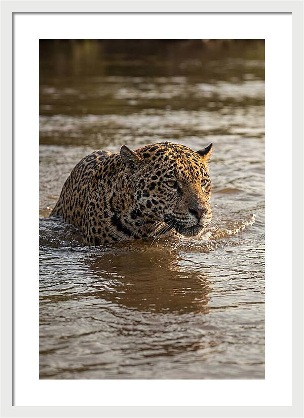 Majestic Jaguar In Motion