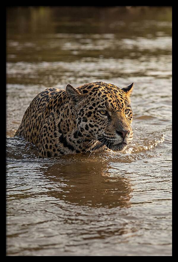Majestic Jaguar In Motion