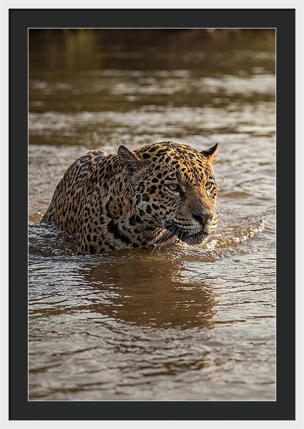 Majestic Jaguar In Motion