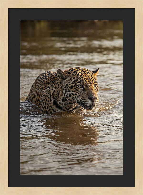 Majestic Jaguar In Motion