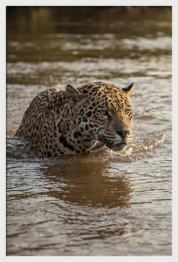 Majestic Jaguar In Motion