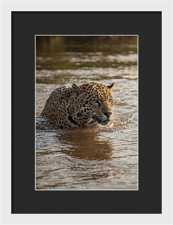 Majestic Jaguar In Motion