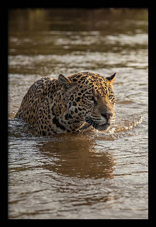 Majestic Jaguar In Motion