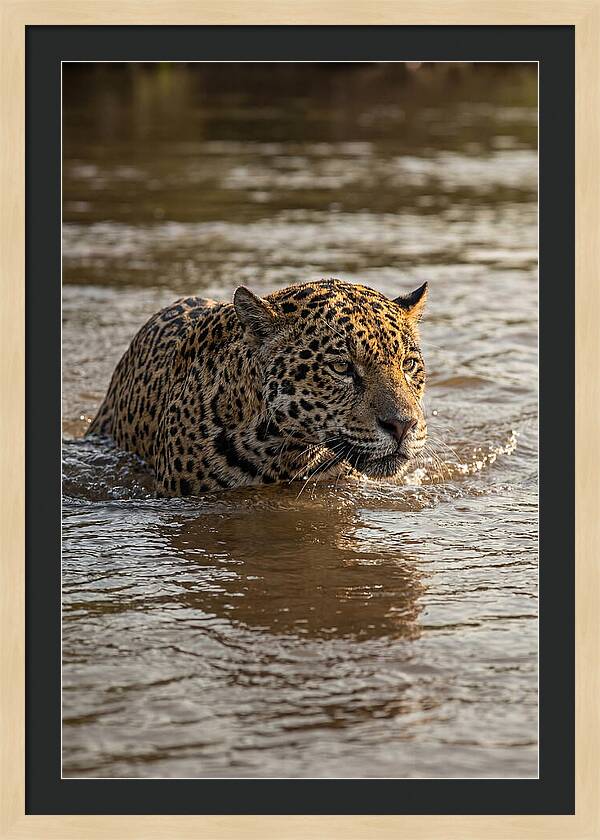 Majestic Jaguar In Motion