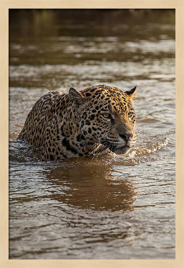Majestic Jaguar In Motion
