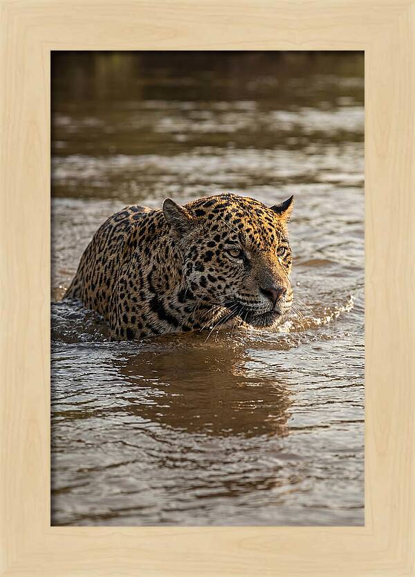 Majestic Jaguar In Motion