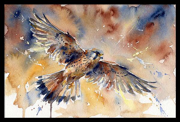 Majestic Kestrel Soaring