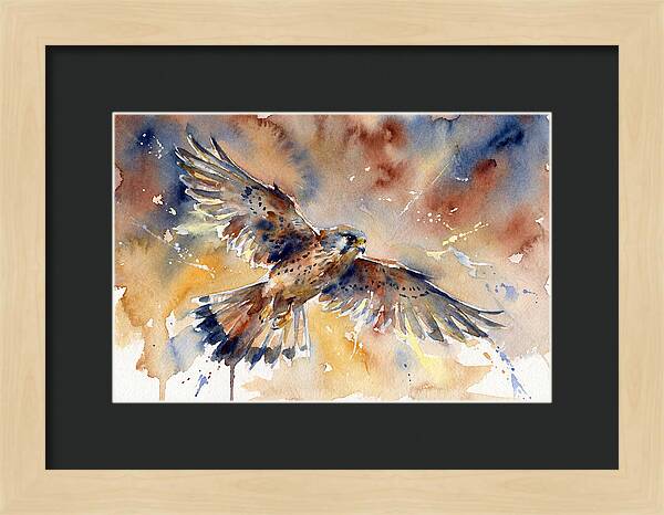 Majestic Kestrel Soaring