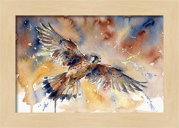 Majestic Kestrel Soaring