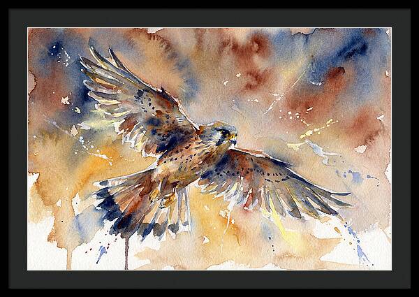 Majestic Kestrel Soaring