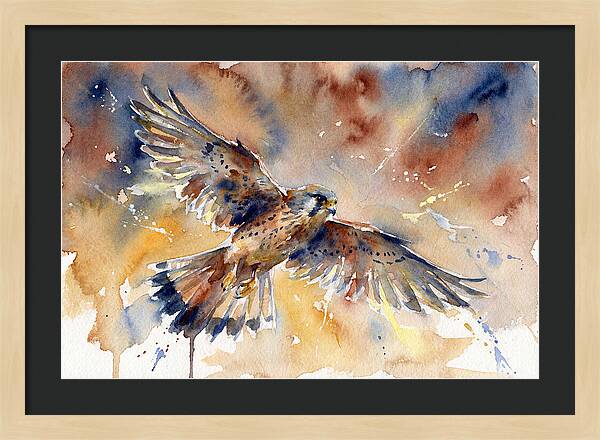 Majestic Kestrel Soaring