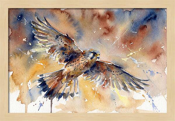 Majestic Kestrel Soaring