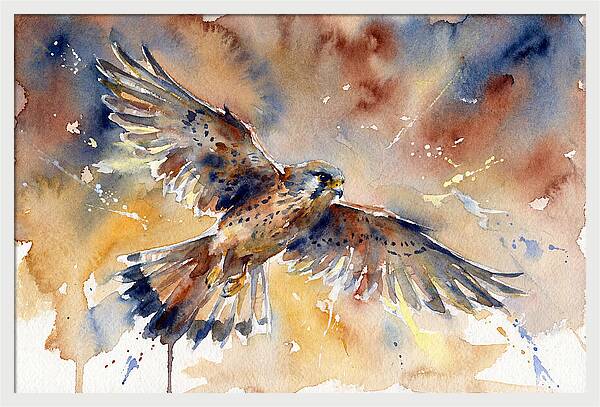 Majestic Kestrel Soaring