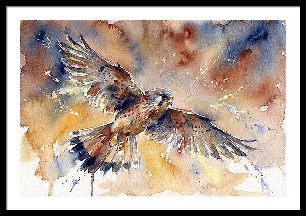 Majestic Kestrel Soaring