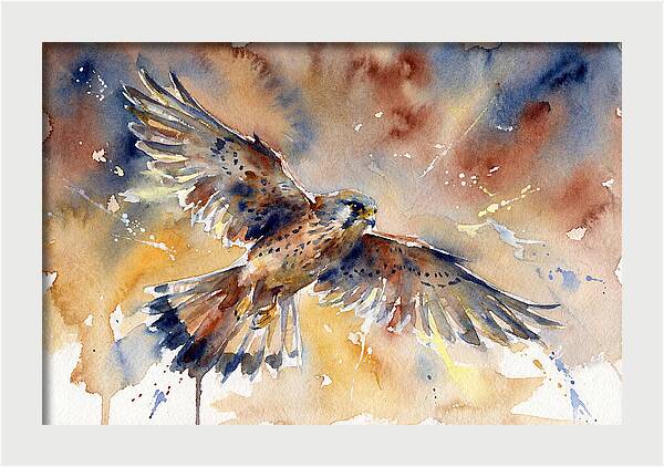 Majestic Kestrel Soaring