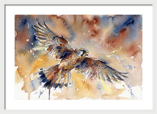 Majestic Kestrel Soaring