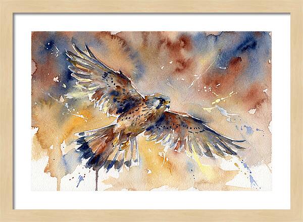 Majestic Kestrel Soaring