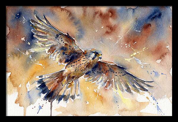Majestic Kestrel Soaring
