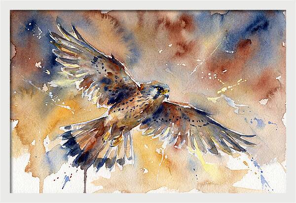 Majestic Kestrel Soaring