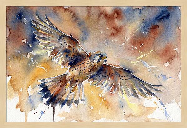 Majestic Kestrel Soaring