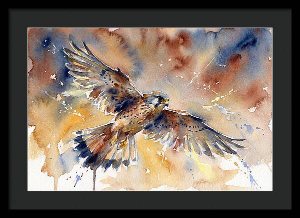 Majestic Kestrel Soaring