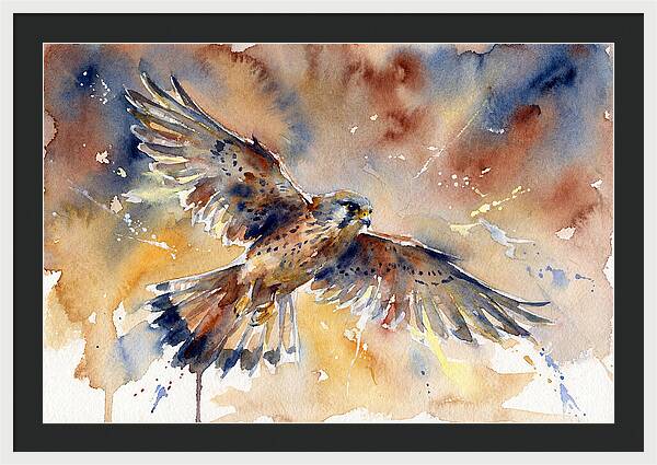 Majestic Kestrel Soaring