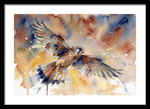Majestic Kestrel Soaring