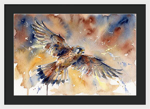 Majestic Kestrel Soaring