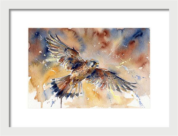 Majestic Kestrel Soaring