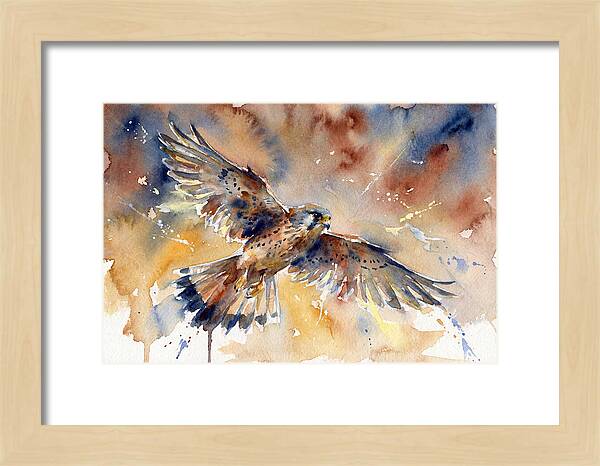 Majestic Kestrel Soaring
