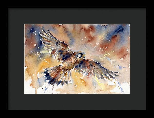 Majestic Kestrel Soaring