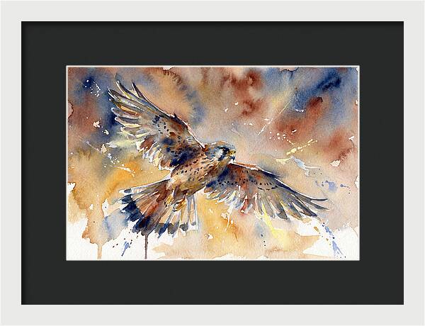 Majestic Kestrel Soaring