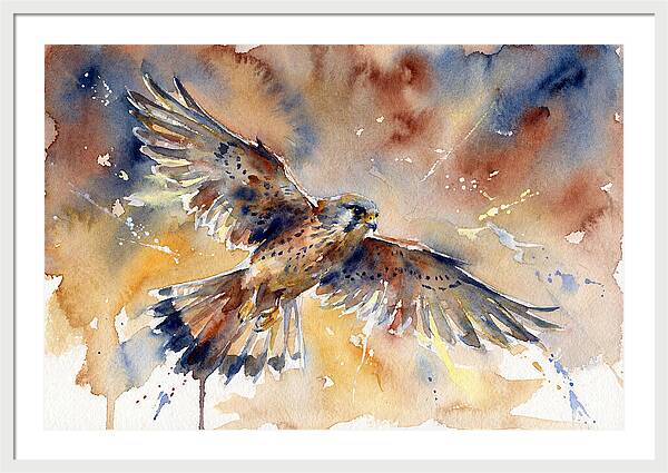 Majestic Kestrel Soaring