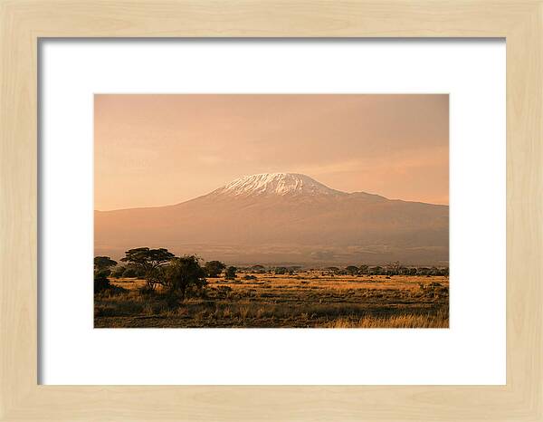 Majestic Kilimanjaro At Dusk