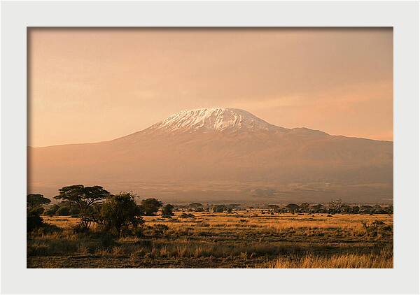 Majestic Kilimanjaro At Dusk