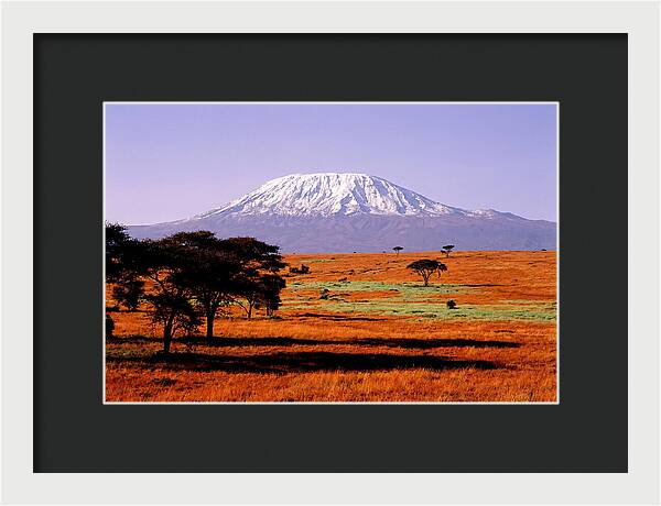 Majestic Kilimanjaro Over Amboseli