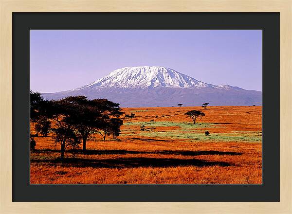 Majestic Kilimanjaro Over Amboseli
