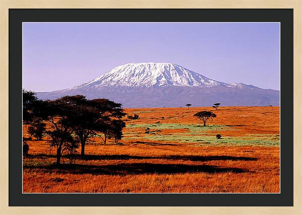 Majestic Kilimanjaro Over Amboseli