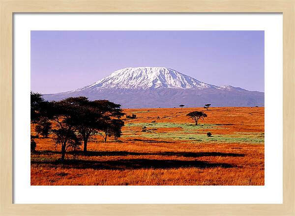 Majestic Kilimanjaro Over Amboseli