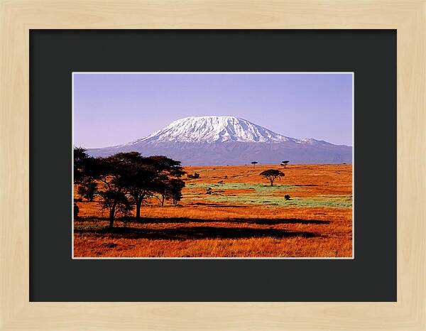 Majestic Kilimanjaro Over Amboseli