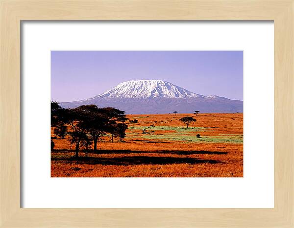 Majestic Kilimanjaro Over Amboseli